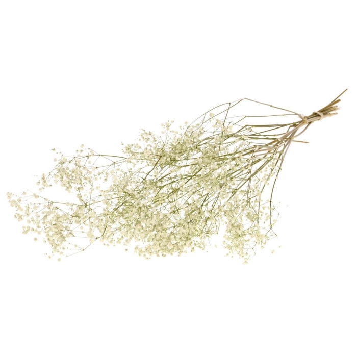 <h4>Gypsophila natural white</h4>