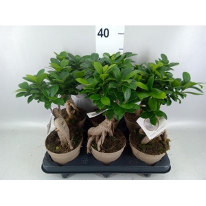 Ficus microcarpa 'Ginseng'