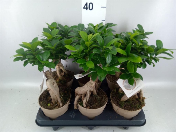 <h4>Ficus microcarpa 'Ginseng'</h4>