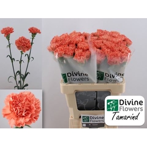 Dianthus ST 'Tamarind'