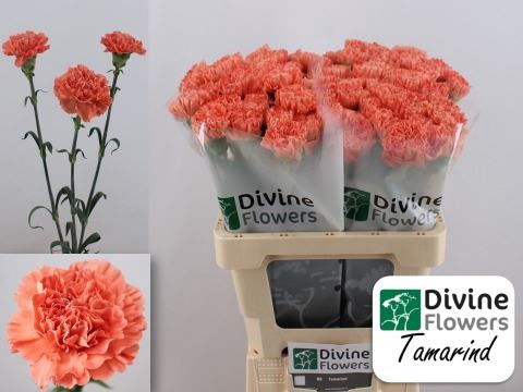 <h4>Dianthus ST 'Tamarind'</h4>