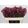 Chamelaucium 'Nina's Delight'