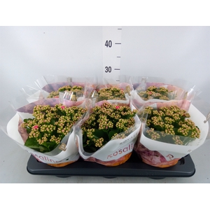 Kalanchoe blos. 'RosDon Nando'