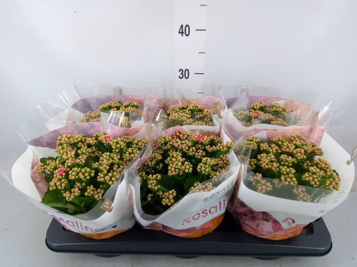 <h4>Kalanchoe blos. 'RosDon Nando'</h4>