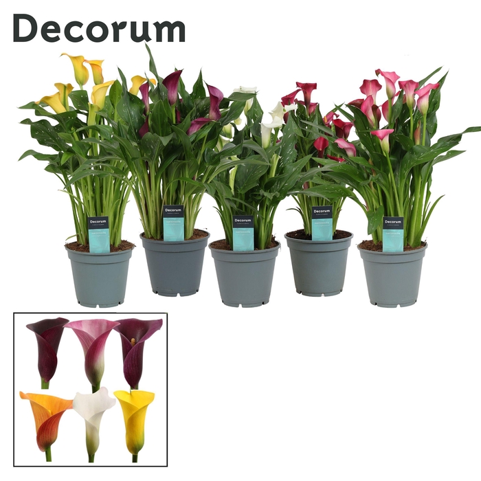 <h4>Zantedeschia (Calla) Mix (Decorum)</h4>