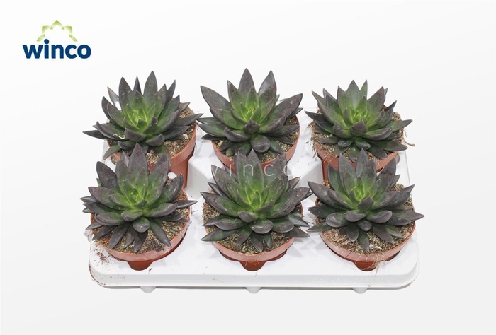 <h4>Echeveria Black Point</h4>