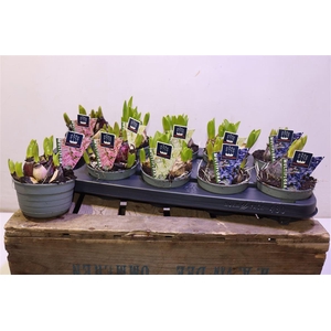 arr8 Hyacin Mult Gem 3 Kl