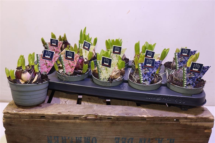 <h4>arr8 Hyacin Mult Gem 3 Kl</h4>