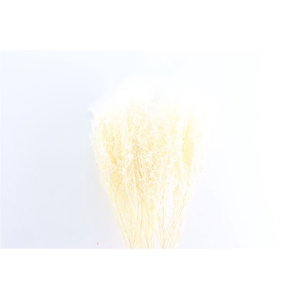 Pres Lepidium Thlaspi Bleached (5st) Bunch