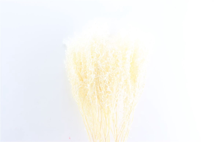 Pres Lepidium Thlaspi Bleached (5st) Bunch