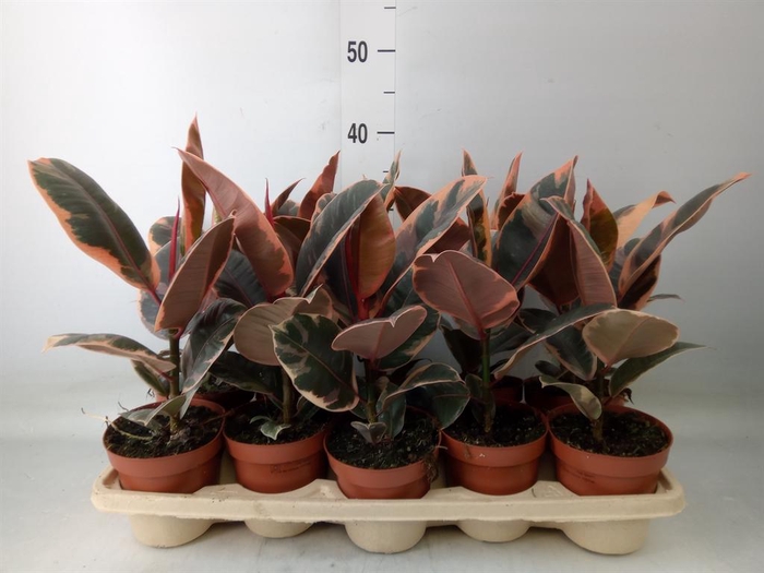 <h4>Ficus elastica 'Belize'</h4>