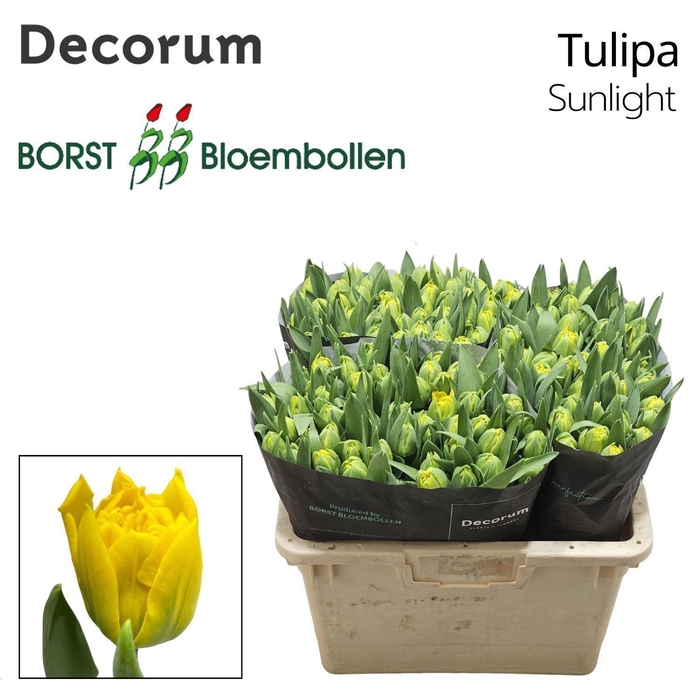 <h4>TU DU Sunlight</h4>