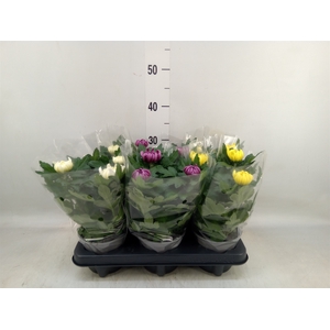 Chrysanthemum  'Deco'   ...mix