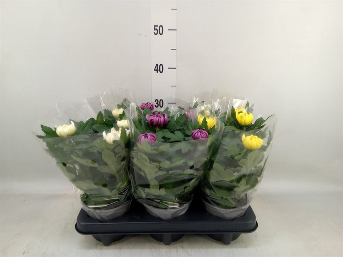 <h4>Chrysanthemum  'Deco'   ...mix</h4>