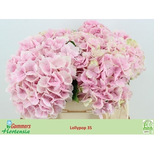 HYDR M CH LOLLYPP RZ