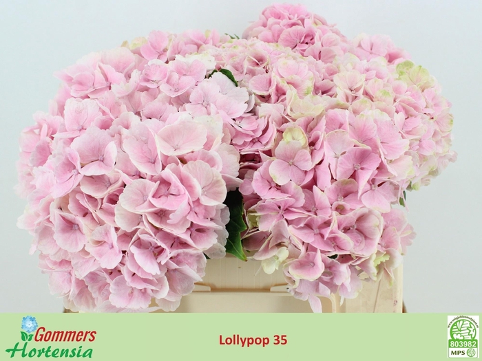 <h4>HYDR M CH LOLLYPP RZ</h4>