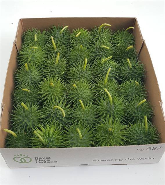 <h4>Cucumis Hirsutus</h4>