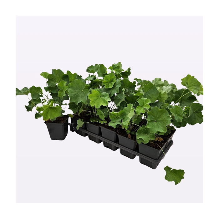 <h4>Alchemilla mollis</h4>