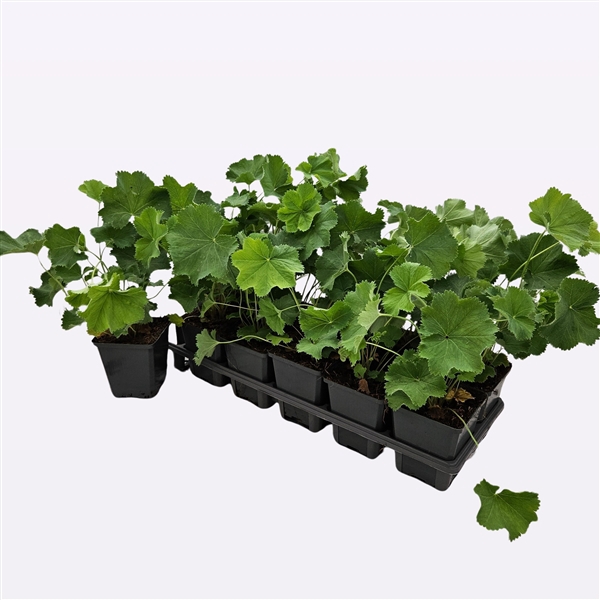 Alchemilla mollis