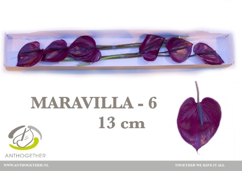 <h4>Anthurium Maravilla</h4>