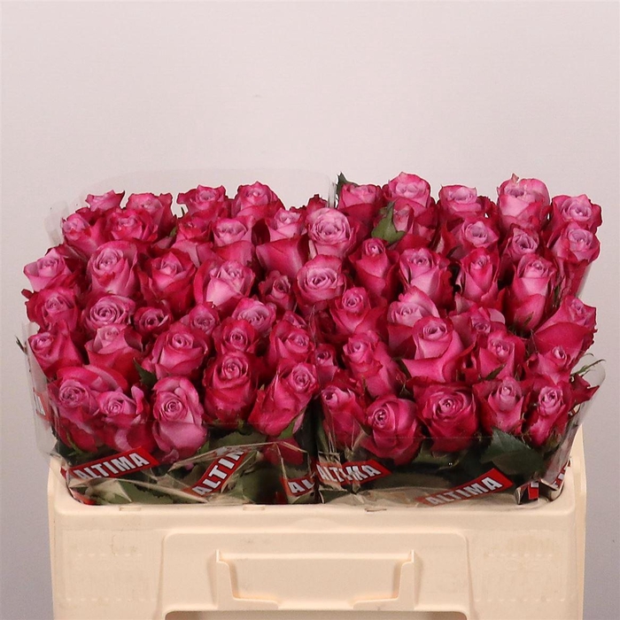 <h4>Rosa grootbloemig Deep Purple</h4>