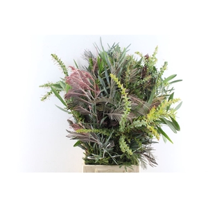 Acacia Mix