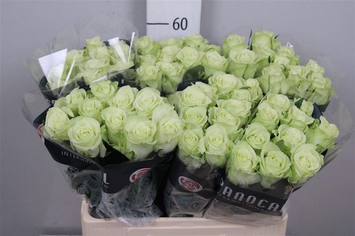 <h4>R Gr Noelle!</h4>