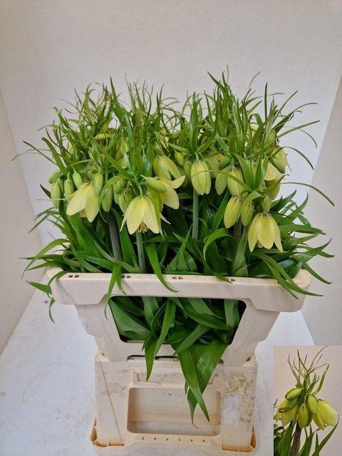 <h4>FRIT IMPERIALIS</h4>