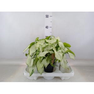 Syngonium   ...