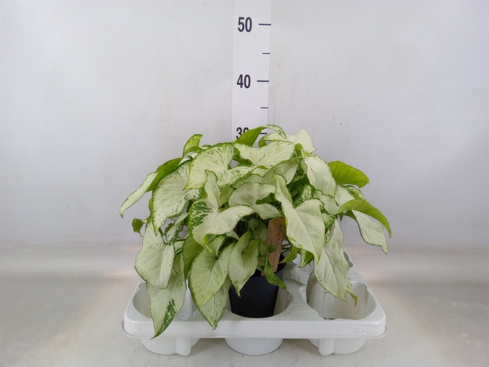 <h4>Syngonium   ...</h4>