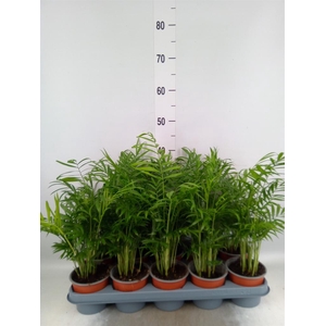Chamaedorea elegans
