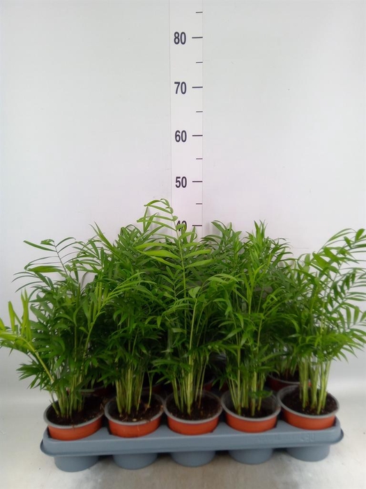 <h4>Chamaedorea elegans</h4>