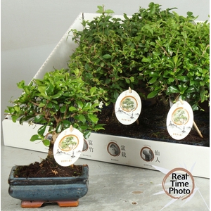 BONSAI GEM
