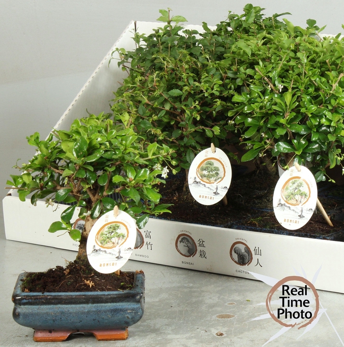 <h4>BONSAI GEM</h4>