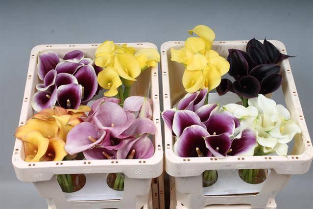 <h4>ZANT GEM IN FUST</h4>