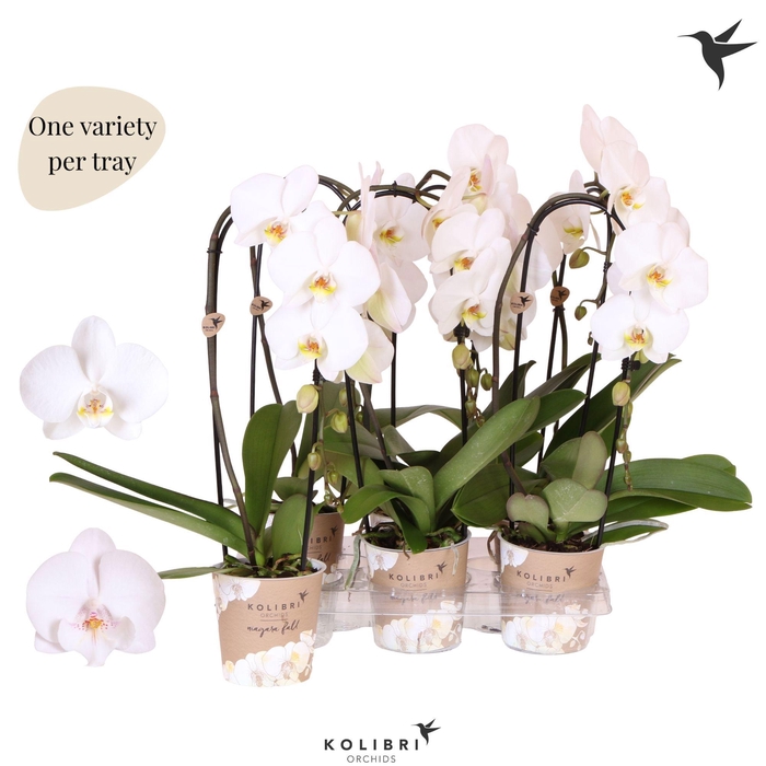 <h4>Kolibri Orchids Phalaenopsis Cascade Niagara Fall white 1 spike</h4>