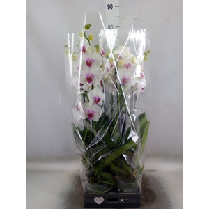 Phalaenopsis  'Red Lips'