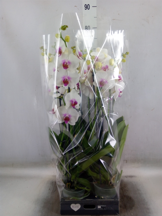 <h4>Phalaenopsis  'Red Lips'</h4>