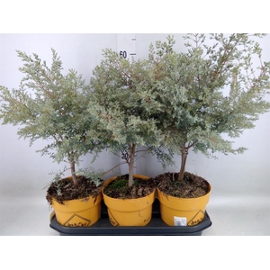 Eucalyptus