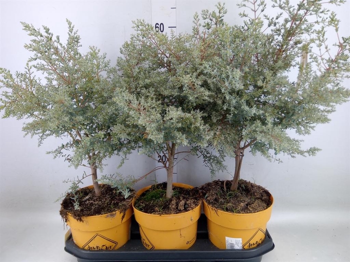 <h4>Eucalyptus</h4>