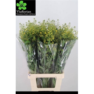 LYSIM VULGARIS
