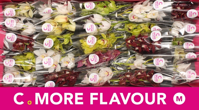 <h4>CYMB MI GEM</h4>