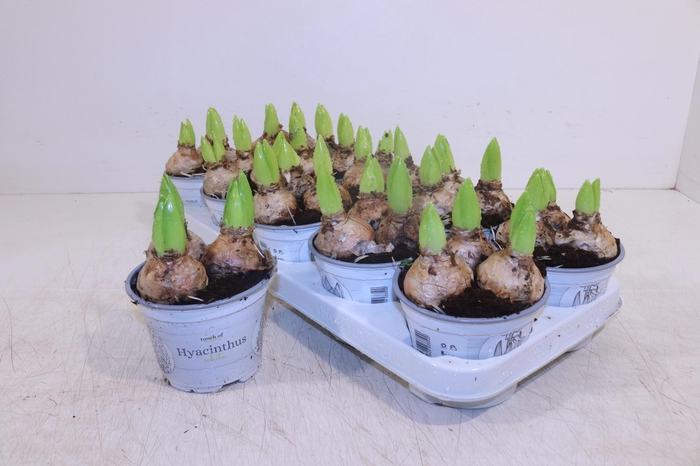 <h4>HYACIN WHITE PEARL</h4>