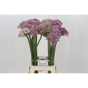 Allium Pink Jewel
