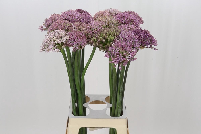 <h4>Allium Pink Jewel</h4>