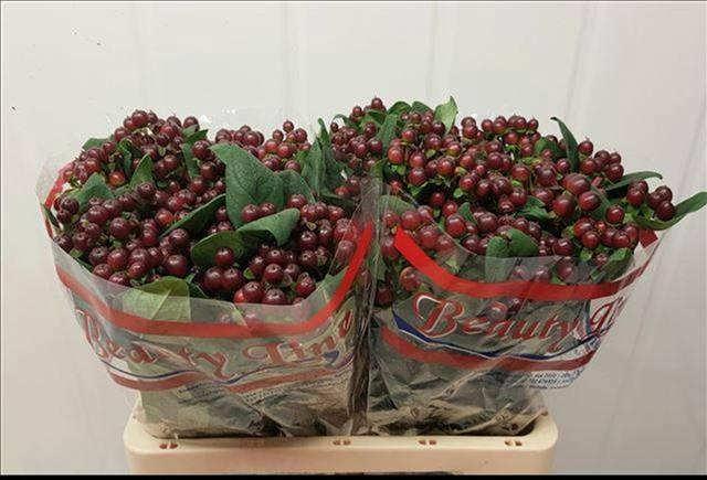 Hypericum x inodorum Globo Burgundy