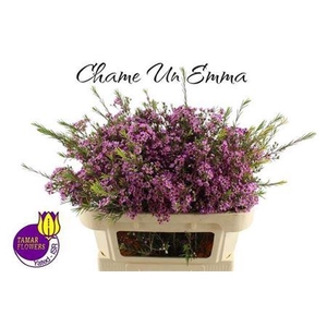 Chame Un Emma