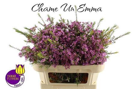 <h4>Chame Un Emma</h4>