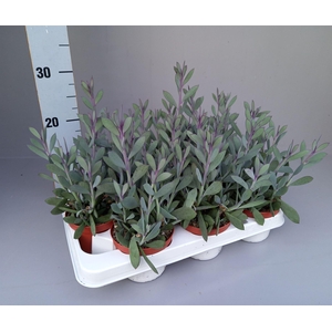 Senecio crassissimus