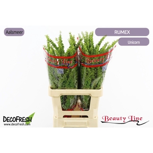 RUMEX CRISP UNICORN